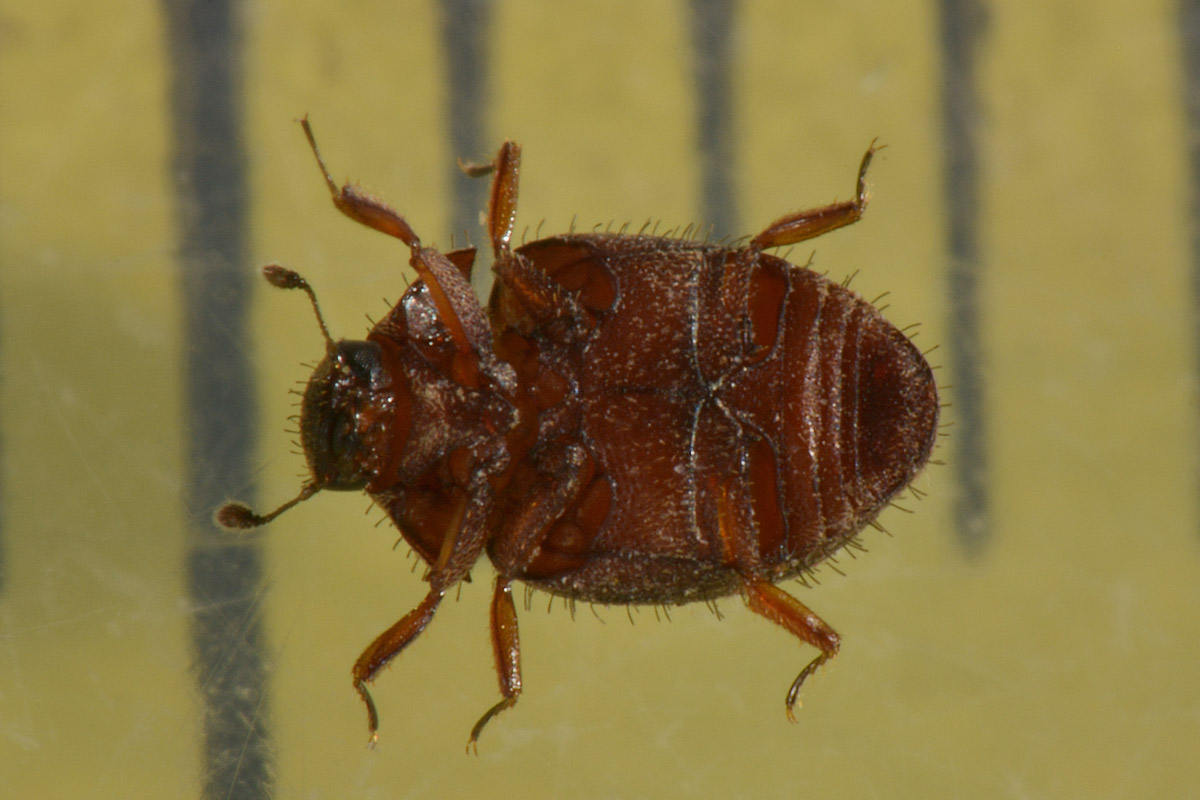 Byrrhidae: Chaetophora sp...inosa? no, Curimopsis maritima